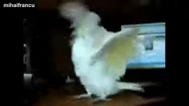 Танцы попугаев смотреть онлайн