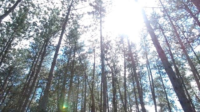 ВЛОГ Заготовка ДУБОВЫХ ВЕНИКОВ для бани смотреть онлайн