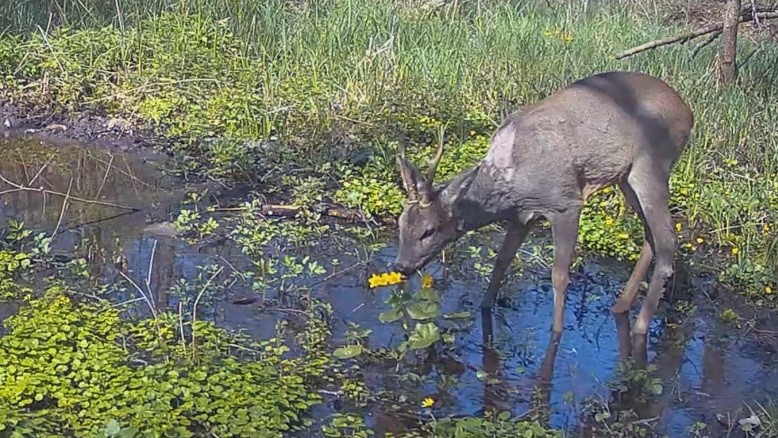 Косули, куница, заяц, филин смотреть онлайн