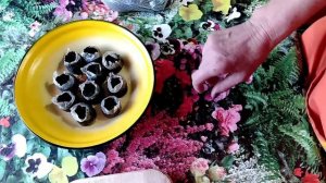 Как посеять огурцы в торфяных таблетках