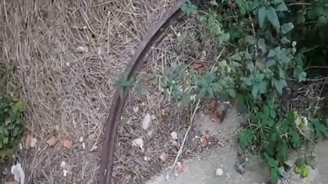 Мосар Руины церкви Сретения Господня 1860 г г смотреть онлайн