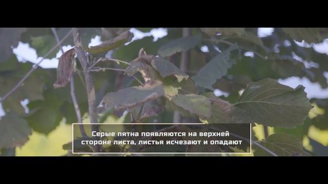 Фундук-Болезни ореха фундука-Hazelnut diseases control смотреть онлайн