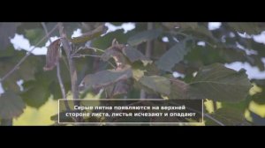 Фундук-Болезни ореха фундука-Hazelnut diseases control