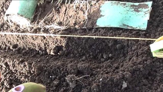 Лук "Эксибишен" из "улитки" в грядку!!! смотреть онлайн