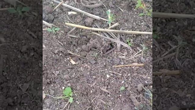 Обзор дачи, один день. 20.08.21. смотреть онлайн