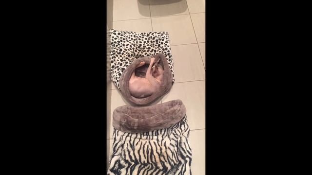 Дом-нора (мешок) для кошек ТМ Style Pets смотреть онлайн