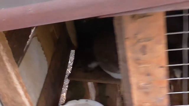 В хозяйстве проблемы. Бедные кролики!