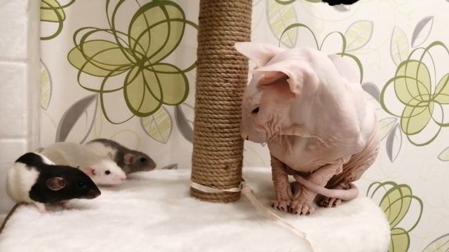 Крысы Дамбо и Сфинкс. Друзья)) смотреть онлайн