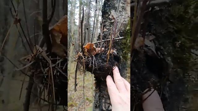 КАП и СУВЕЛЬ. Чем КАП отличается от СУВЕЛЬ? Природа России. смотреть онлайн