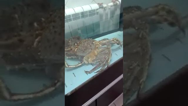 Краб линяет смотреть онлайн