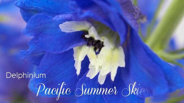 Delphinium Pacific Summer Skies - Esmeralda Farms смотреть онлайн