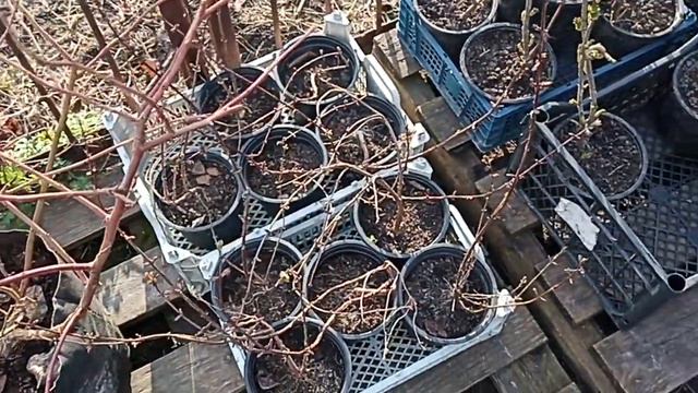 Как определить живы ли кустарники? ВСЕ ВОПРОСЫ ПО ПОВОДУ ЗАКАЗА ЗАДАТЬ ПО ВАЦАП 8-915-245-81-59 смотреть онлайн