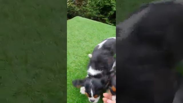 МИНИ И СТАНДАРТ - В ЧЁМ РАЗНИЦА? КАВАЛЕР КИНГ ЧАРЛЬЗ СПАНИЕЛЬ У НАС ПРОДАЮТСЯ ЩЕНКИ МИНИ И СТАНДАРТ смотреть онлайн