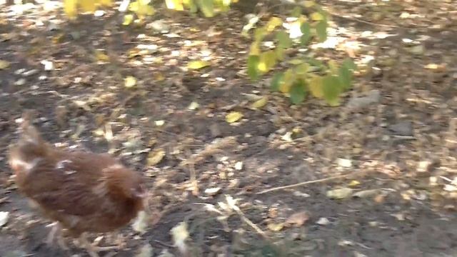 Как выглядят курочки 5 месяцев Доминант