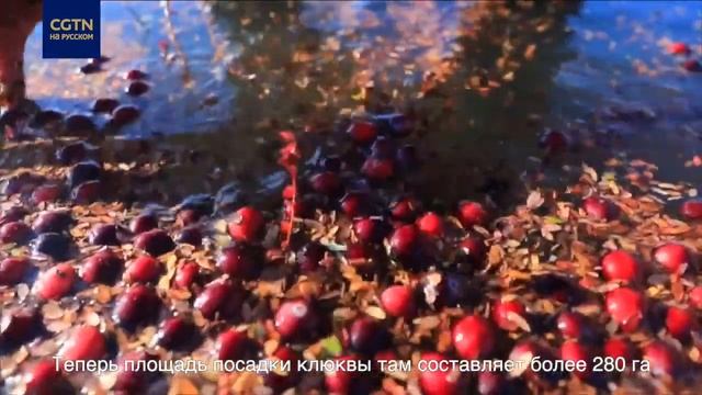 Выращивание клюквы в Китае смотреть онлайн