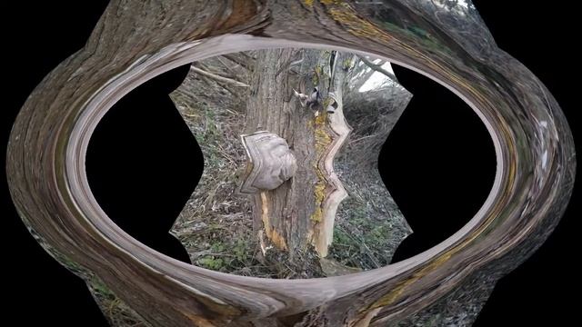Fomes fomentarius (Polyporus fomentarius) (hongo yesca, hongo yesquero, hongo pata de caballo) смотреть онлайн
