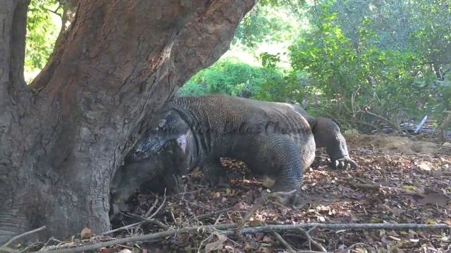 "Again" Komodo dragon swallows wild boar смотреть онлайн
