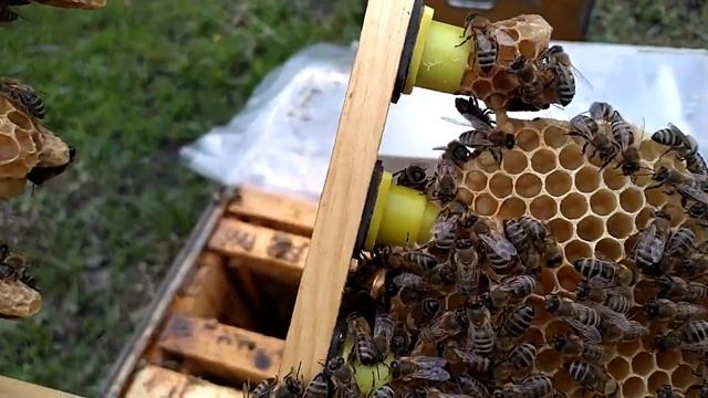 вывод маток без осиротения