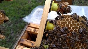 вывод маток без осиротения