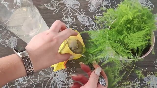 Волшебный Эликсир для Герани, даже дохлый цветок оживет, позеленеет и пышно зацветет! смотреть онлайн