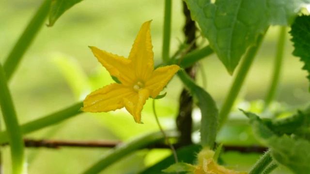 Вот почему на ваши огурцах растут одни пустоцветы смотреть онлайн