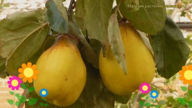 Айва продолговатая Грушевидная. Краткий обзор, описание характеристик cydonia oblonga Gruszkowata смотреть онлайн