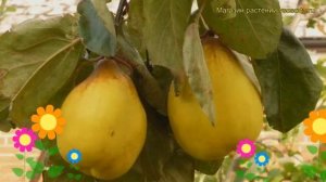 Айва продолговатая Грушевидная. Краткий обзор, описание характеристик cydonia oblonga Gruszkowata