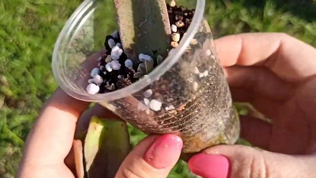 Крассула Garnet Lotus: простой способ размножения смотреть онлайн