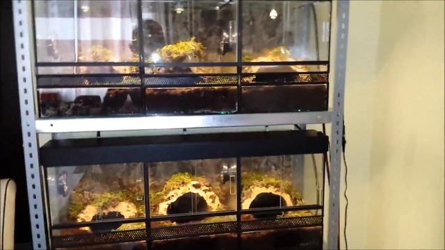 Theraphosa blondi ( Goliath Birdeater) enclosure set up and care sheet смотреть онлайн