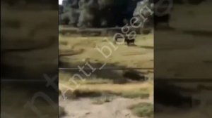 Я по салону гуляю не делай да Мага