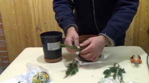 Черенкование хвойников в зимнее время