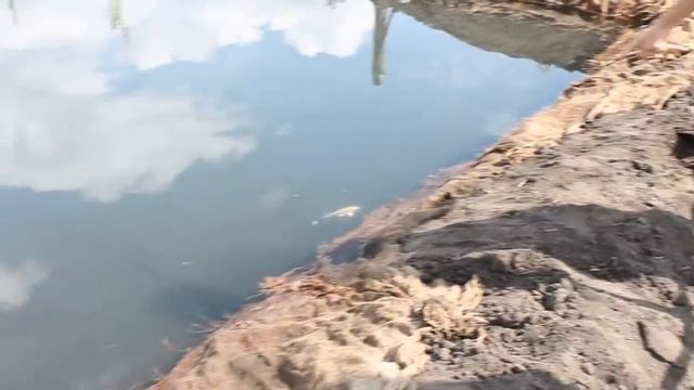 Благоустройство пруда (часть1) смотреть онлайн