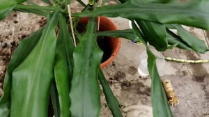 Драцена душистая. Пересадка и небольшой эксперимент