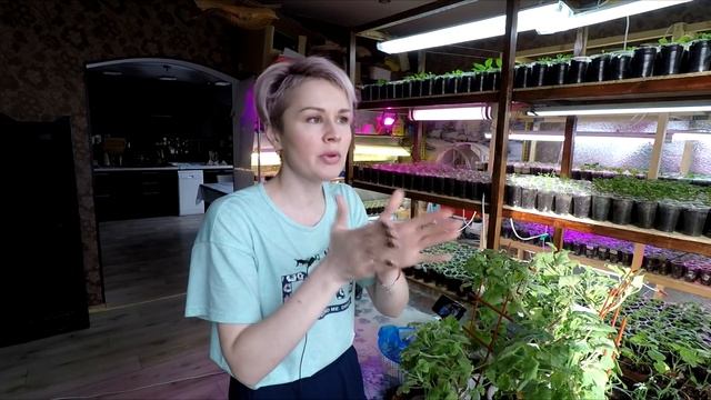 РАССАДА ДЛЯ ПРОДАЖИ.КАК ПИКИРОВАТЬ РАССАДУ ПЕТУНИИ.2021 смотреть онлайн
