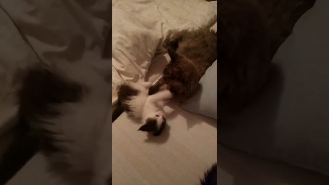 Малая разбойница, котёнок Мейн Кун, девочка Qtty. смотреть онлайн