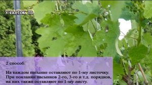 Как Удалять Пасынки Винограда - 3 СПОСОБА - Пасынкование Винограда - Удаление Пасынков Винограда