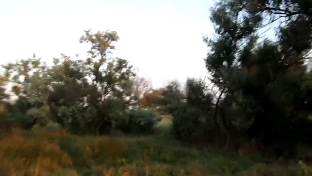 очень много птиц на деревьях 15 06 2016 Крым смотреть онлайн