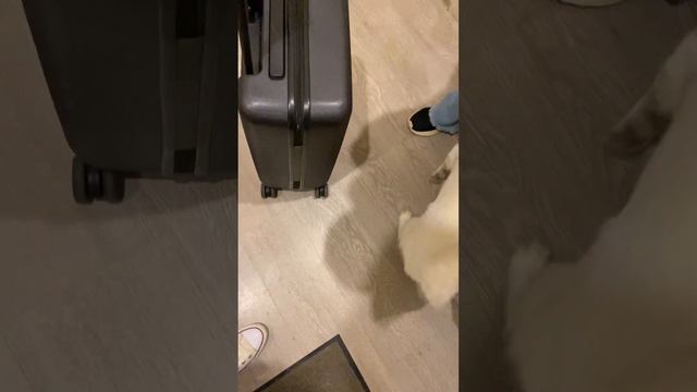 🐕встречает после отпуска💔 #сибаину #собакавстречает #милоевидео смотреть онлайн