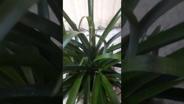 Моя Бильбергия..... смотреть онлайн