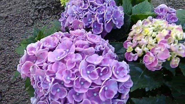 Гортензия крупнолистная!Коллекционные Ремонтантные сорта! смотреть онлайн