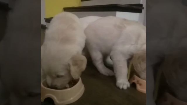 Golden Retriever Miya zolotoy angel.Золотистый ретривер Мия стала бабушкой. смотреть онлайн