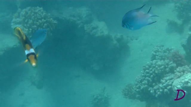 Rotes Meer, Ägypten 2018,  Красное море, Египет 2018
