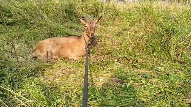 Впечатление о перосъемной машине из стиральной машины фея 2