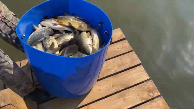 Запуск карпа в Симбухово! Общий вес 1300кг смотреть онлайн