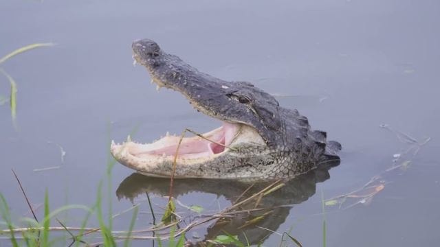 PÍTON GIGANTE LEVA A PIOR CONTRA ALLIGATOR, cenas incríveis, confira! смотреть онлайн