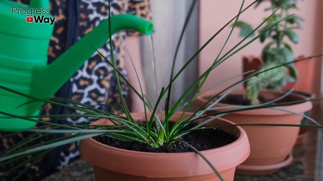 1 Ложка Под Любой Домашний Цветок И Пышное Цветение Вам Обеспечено! Цветет Замечательно! смотреть онлайн