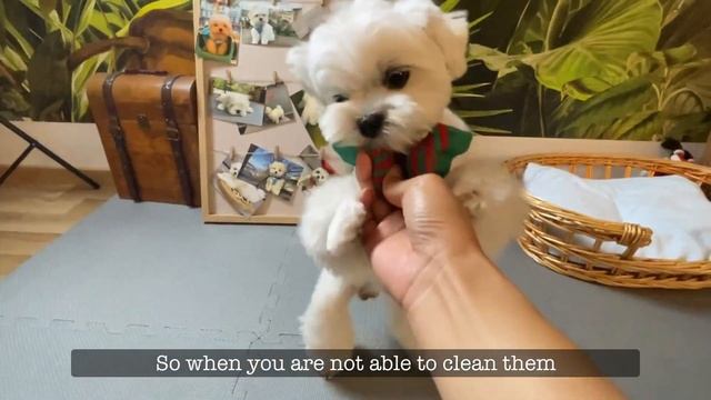 TOP 6 REASONS WHY MALTESE DOGS ARE THE BEST ❤️ смотреть онлайн