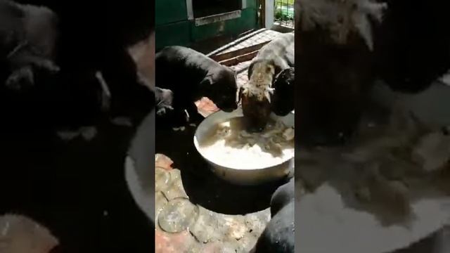 Анданте бандог(4) смотреть онлайн
