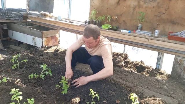 высадил помидоры в теплицу. часть 3 смотреть онлайн
