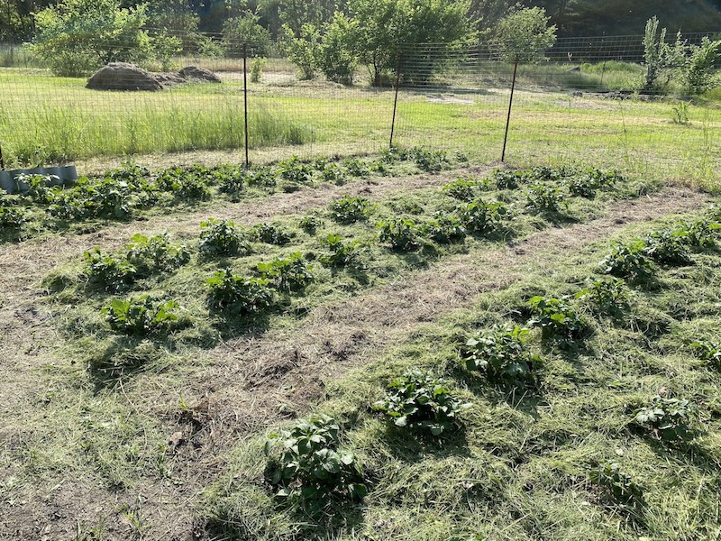 ВЕРНУЛИСЬ В ДЕРЕВНЮ, ШОК ОТ ОГОРОДА, ВСЁ ЗАРОСЛО!!!! / РЕАЛЬНАЯ ЖИЗНЬ ПЕНСИОНЕРОВ В РОССИИ смотреть онлайн